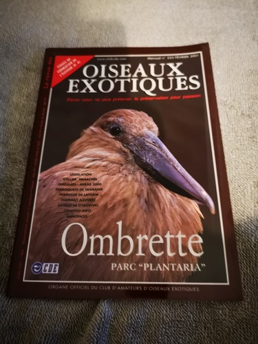 Oiseaux exotiques 253 - oiseaux,