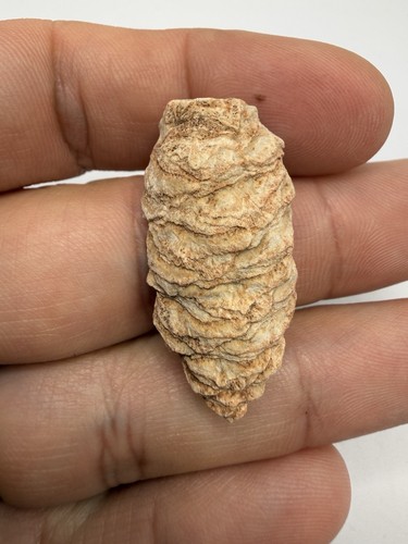 Pine cone pararaucaria - pine,
