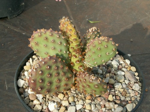 Opuntia art combe potato - opuntia, combe'