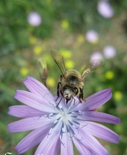 Chicoree - ♫,