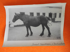 Photo Canadian Mare in Deschambault Animal Horse O-143