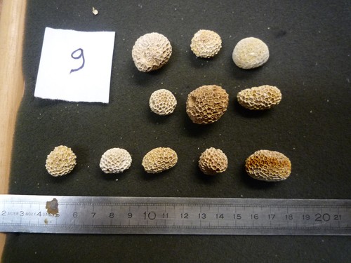 Coraux corail - coraux,