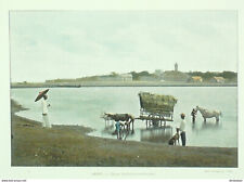 Ceylon Elephants Dragging A Wood Tree
