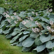 Hosta sieboldiana - Hosta de