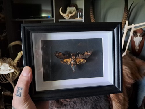 Papillon sphinx tête mort - papillon,