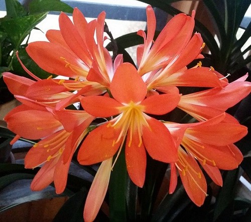 Lot twelve orange flower - of,
