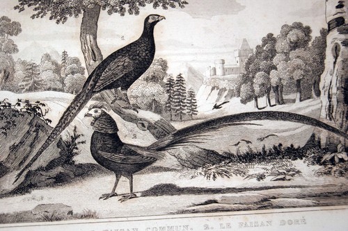 Oiseaux buffon gravure faisan - oiseaux,