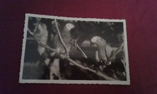 Cameroun AEF Perroquets gris