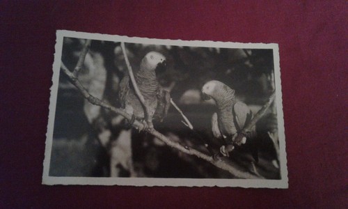 Cameroun aef perroquets gris - cameroun,
