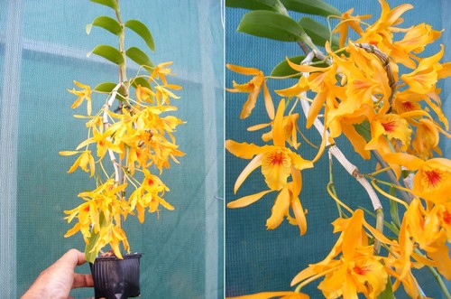 Dendrobium stardust - dendrobium,