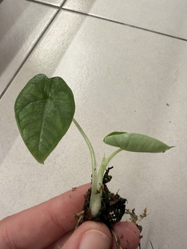 Alocasia melo bouture - melo,, de