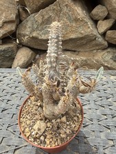 Pachypodium rosulatum Multiple