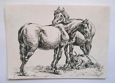 Original Eau forte - Paulus Potter - Two Horses and a Goat - 17th Century