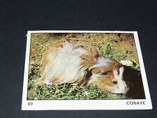 N°69 COBAYE COCHON D'INDE