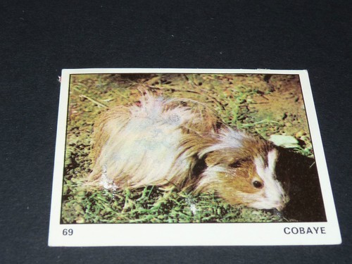 Cobaye cochon d - n°69, d'inde