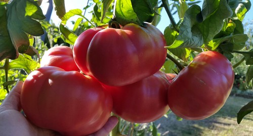 Graines tomate rare - graines, de