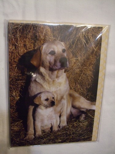 Carte enveloppe chien - +,