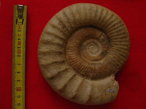 Ammonite callovien - du,