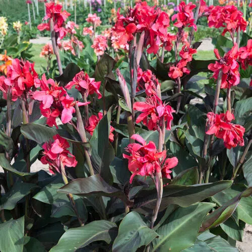 Canna montaigne balisier - /,
