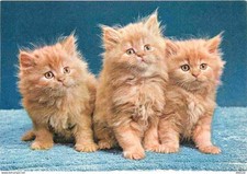 Carte Postale - Animaux -