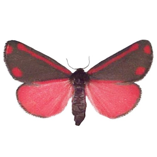 Tyria jacobaeae pink day