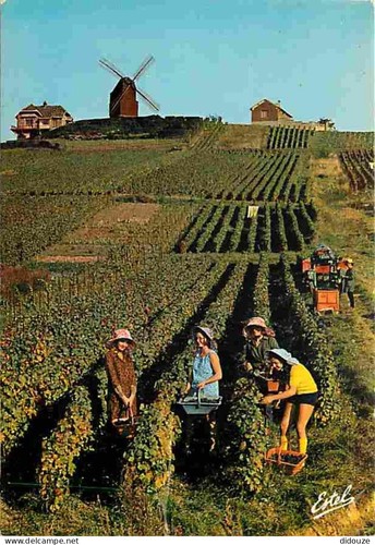 Carte postale vignes - -,
