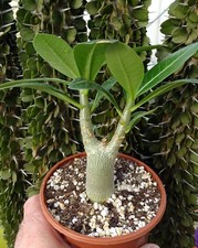 ADENIUM ARABICUM  cactus