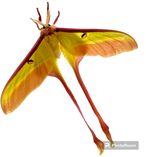 Insect butterfly moth - insect,