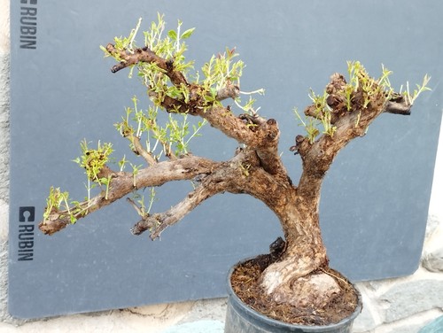Plante pré bonsaï - plante, pré-bonsaï