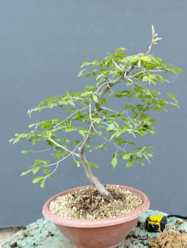 Bonsaï carpin blanc 30 - bonsaï,