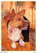 Animals - Dogs - Niche - CPM - See Duplex Scans