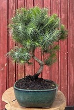 BONSAÏ MÉDITERRANÉEN PIN