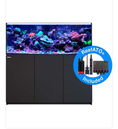 Fish tank - fish,