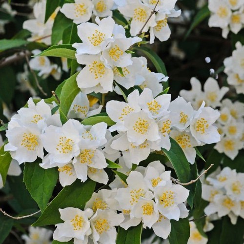Philadelphus rosace une - rosace,