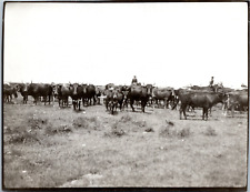 France, Camargue, manade