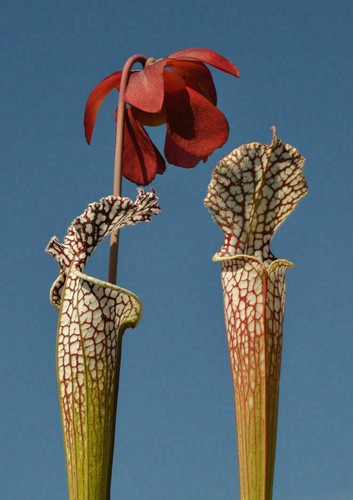 Sarracenia leucophylla 10 - sarracenia,