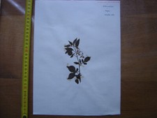 Annees 50 PLANCHE d'HERBIER du Gard Herbarium Planche Naturelle 22
