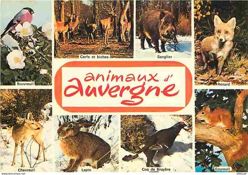 Carte postale animaux - carte,