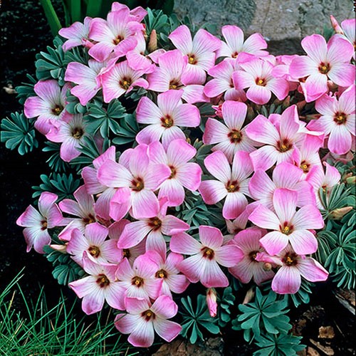 Bulbes oxalis adenophylla - bulbes, d'oxalis