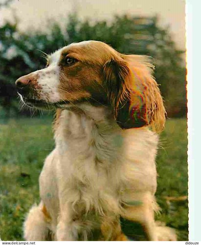 Carte postale animaux - postale,