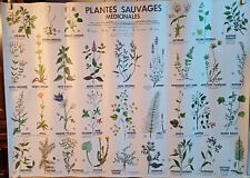 MDI School Poster Plastic Wild Medicinal Plants & Toxics