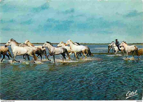 Carte postale animaux - carte,