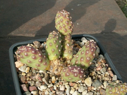 Opuntia lavender pink x - opuntia,