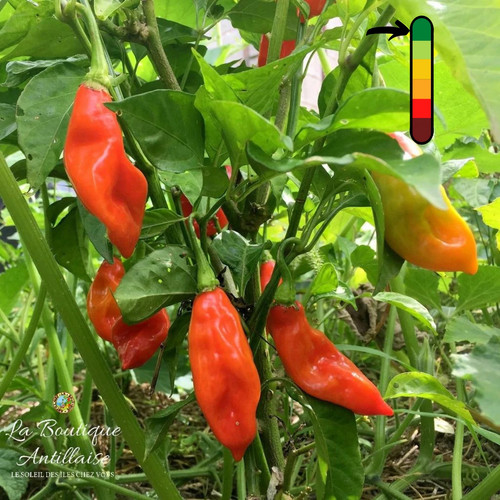 Graines piment végétarien - piment,