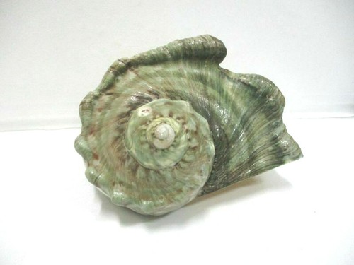 Coquillage turbo marmoratus - coquillage,