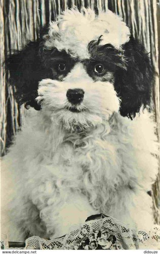 Carte postale animaux - carte,
