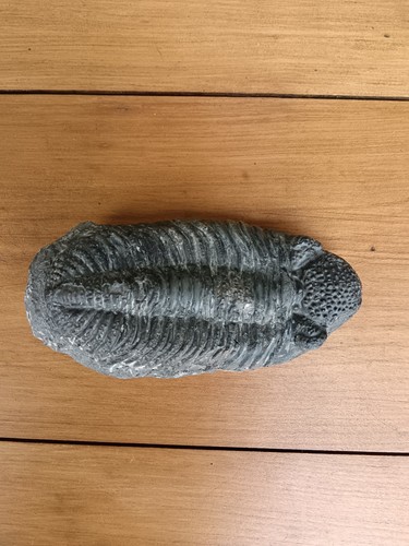Fossile trilobite l17cm - de,