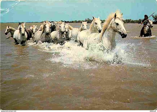 Carte postale animaux - carte,