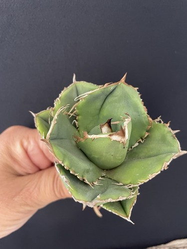 Agave titanota chiyou - agave,