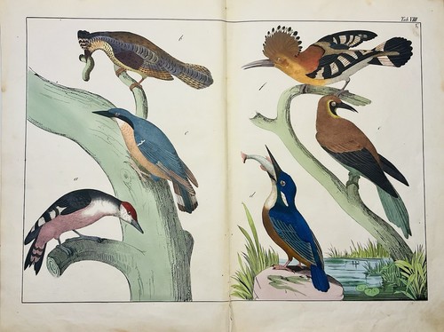 Oiseaux exotiques oiseau - , de